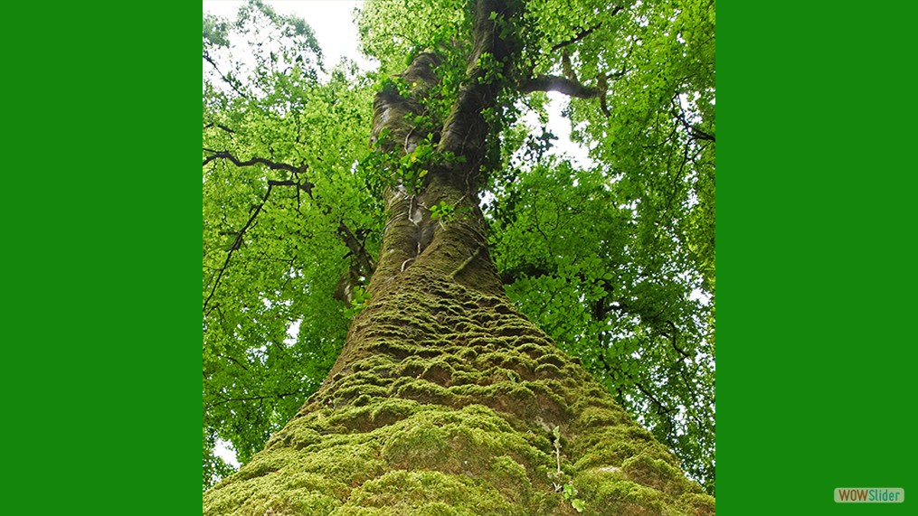 Artus Tree