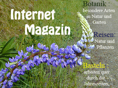 Internet Magazin