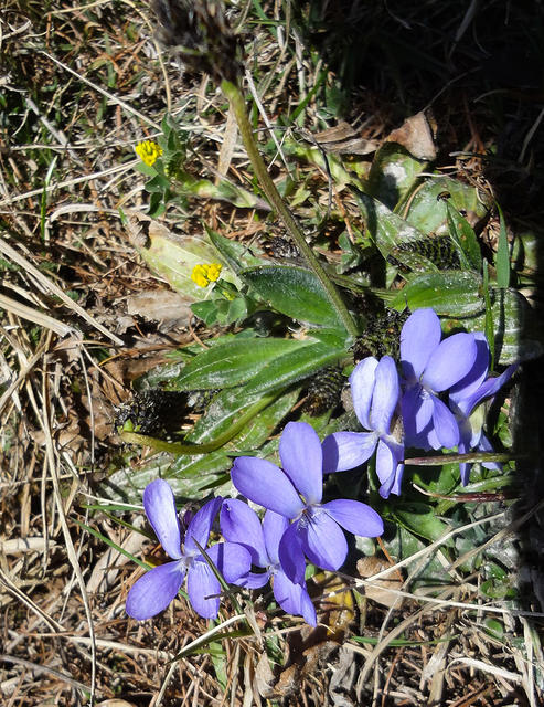 Viola odorata/Wohlriechendes Veilchen