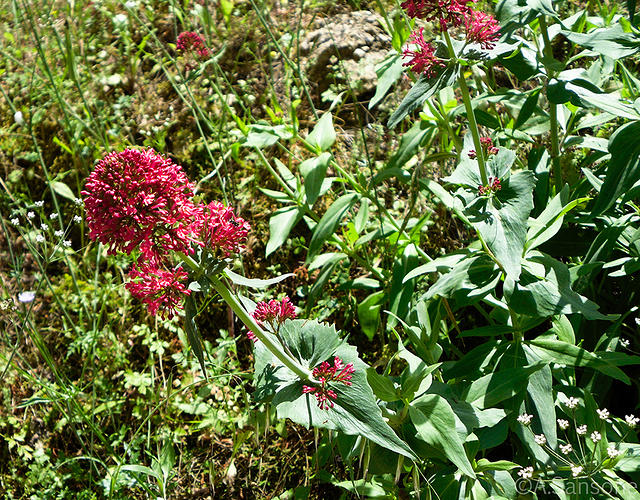 Centranthus ruber/Rote Spornblume