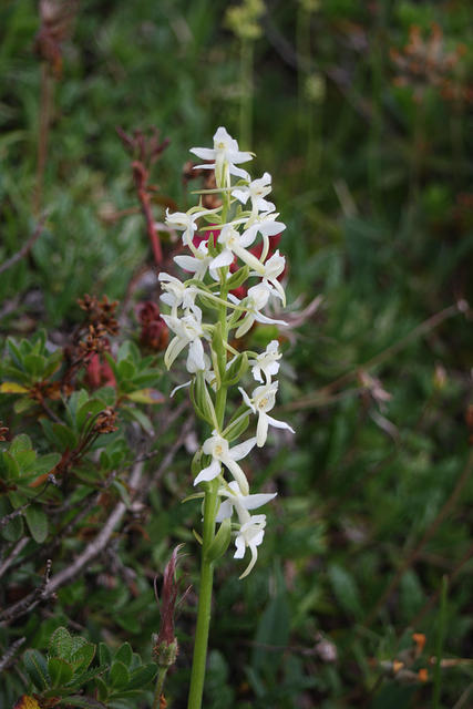 Platanthera bifolia/Zweiblättrige Waldhyazinthe
