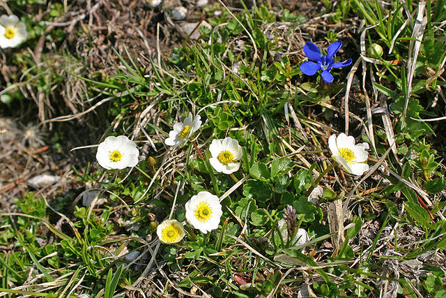 Ranunculus alpestris/Alpen-Hahnenfuß