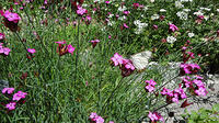 Dianthus carthusianorum/Kartäuser-Nelke