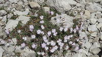 Dianthus hyssopifolius/Montpellier-Nelke