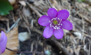 Leberblümchen