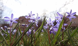 Blausternchen