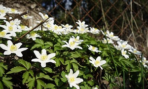 Anemonen