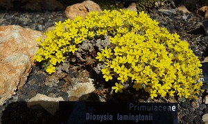 Dionysia