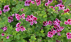 Duftpelargonien