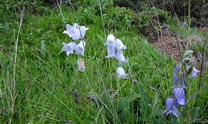 Glockenblume