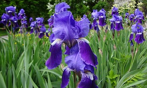 Iris