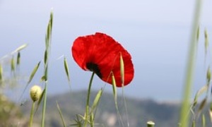 Klatschmohn