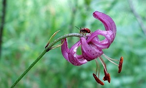 Amaryllis