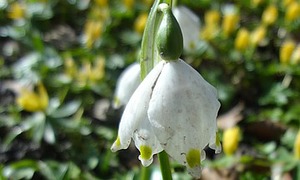 WildapfelMärzenbecher