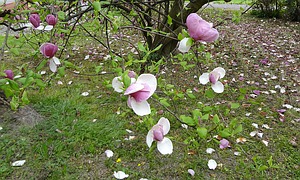 Magnolien