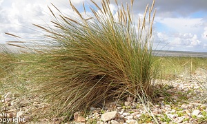 Nordsee Pflanzen