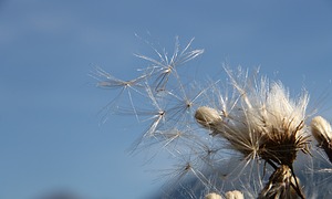 Pusteblume