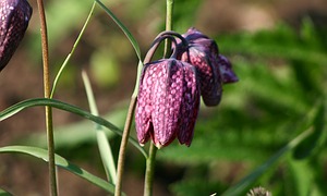 Schachbrettblume