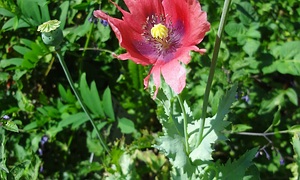 Schlafmohn